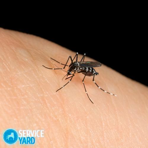 Asian-Tiger-Mosquito-on-human-MS-Chelmsford