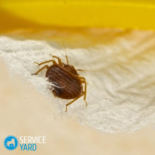 bed-bugs-can-be-a-nasty-pest-to-get-rid-of_16001296_40019501_1_14110707_500