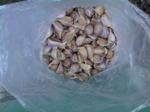 Семена чеснока