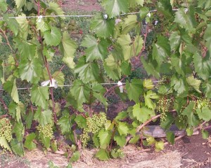 Как выращивать виноград